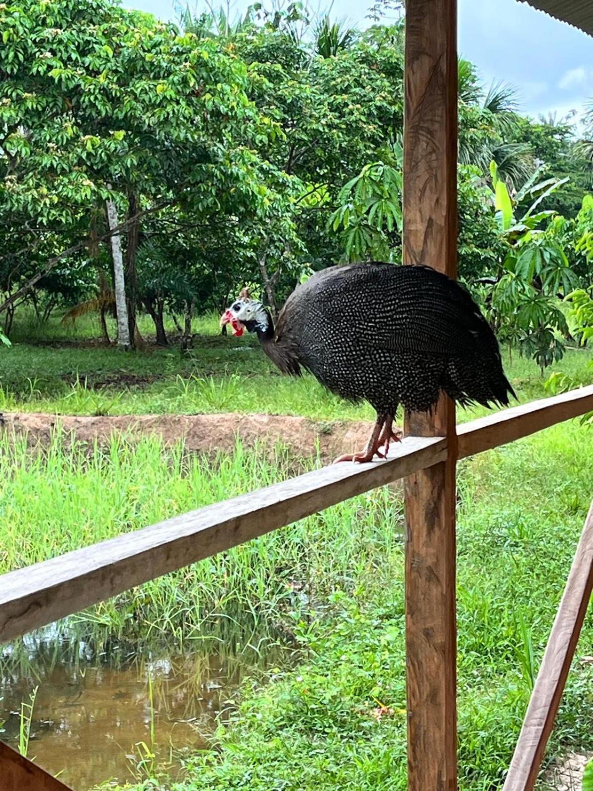 Purachata Ecolodge Iquitos Bagian luar foto